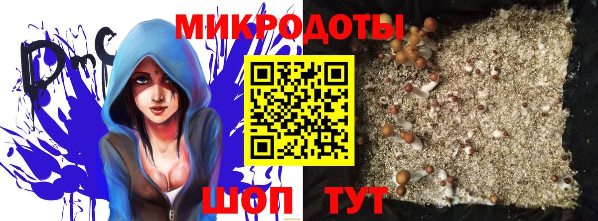 Псилоцибиновые грибы Psilocybe Кизилюрт